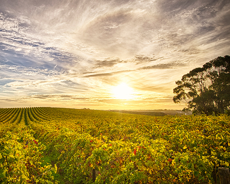 Sunset in the Barossa Valley.